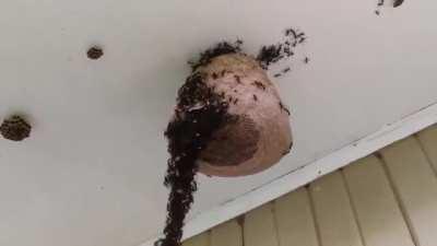 Ants forming a hanging chain to raid a wasp nest