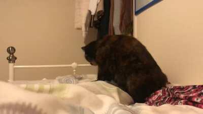 Timelapse of my cat kneading for 7 minutes to figure out where to sleep