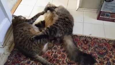 Welcome to the Purina Arena where the Chonk Bonk champion will be decided!