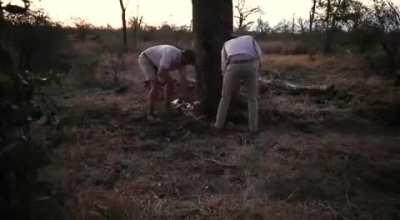 Honey badgers are hard little bastards, I wouldn’t have attempted this!