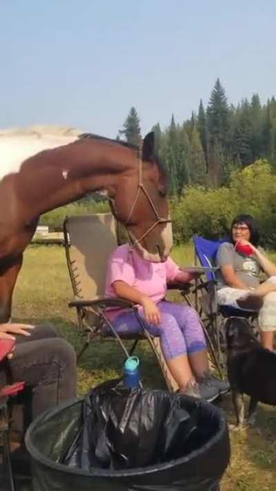 This Horse's Reaction To French Fries