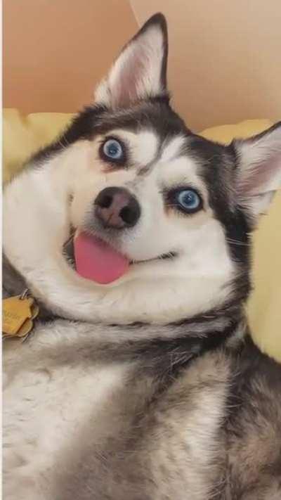 Moon Moon has nothing but air between his ears