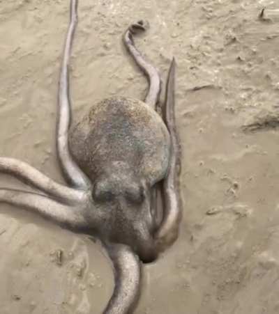 🔥 The way this octopus squeezes through a tiny hole 