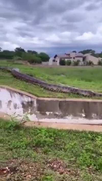 Giant snake in Brazil