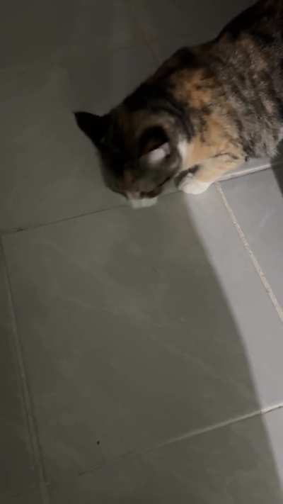 Cat shivering/sniffling?