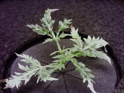 Had a Freakshow seedling that wasn’t growing neither was dying… so I tried bringing it back to life instead of tossing it and been capturing the process… it is a 20 days time-lapse and only really gets exciting towards the last 2 min…