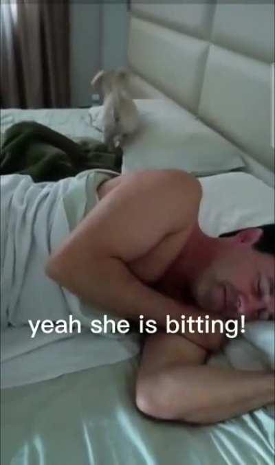 Why not let your puppy play in your bed?