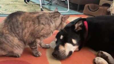 Some more of Sahara making sure Lockie looks his best