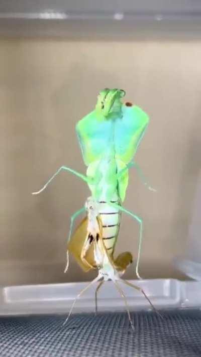 This transforming praying mantis
