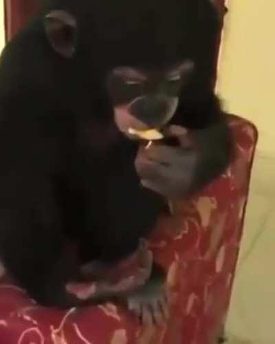 Group of idiots thinks it's funny to get a monkey high