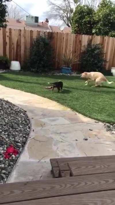 Excited about new puppy