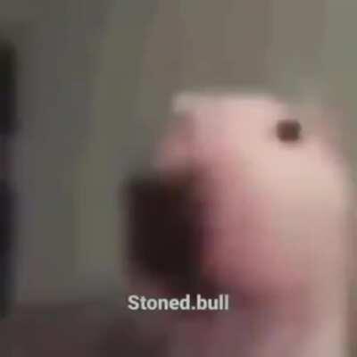 walter do be grooving doe