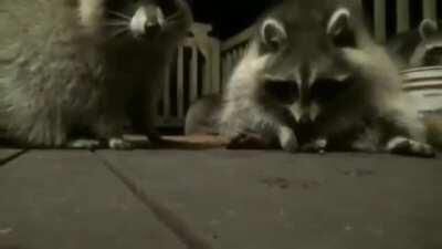 Trash Panda Jam