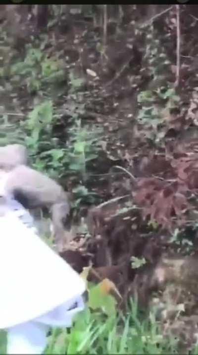 Actual footage of DFV rescuing GameStop and delivering it to Ryan Cohen 👀