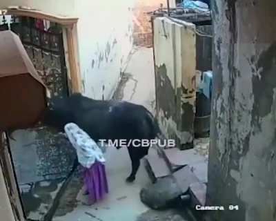 The bull sent grandma flying