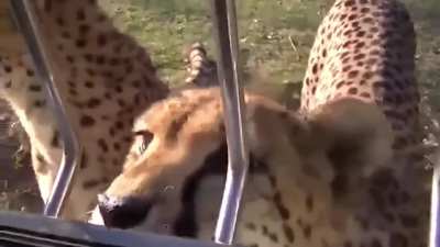 🔥Cheetahs meowing and purring at humans