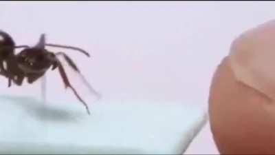 When an ant attacks a human finger, Newton's 3rd law comes into play. According to the law, if a force acts on an object, a reaction force of equal magnitude and opposite direction occurs from the object to the force.