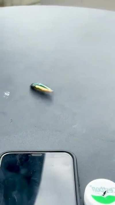 Click Beetle Jumping