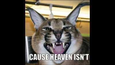 floppa's new single dropped