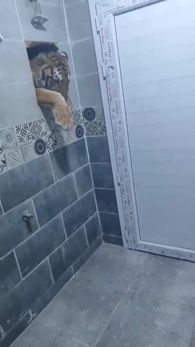 Your neighbour cat paying you visit... 