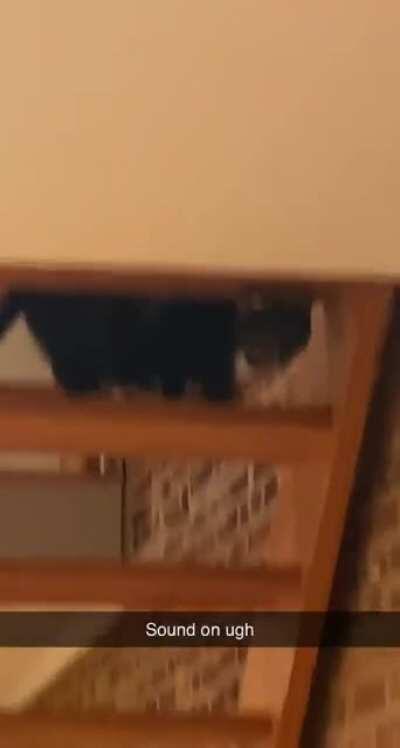 My sister just moved to a new place, her cat is still adjusting