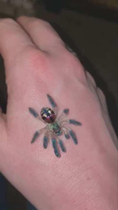 Brazilian jewel tarantula