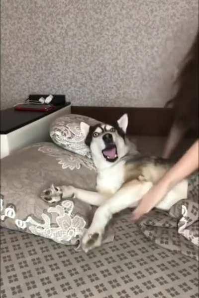 The husky doth protest too much