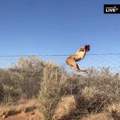Caracal cat catculating