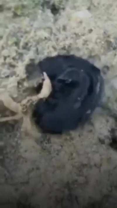 Looks like we have our own symbiote already