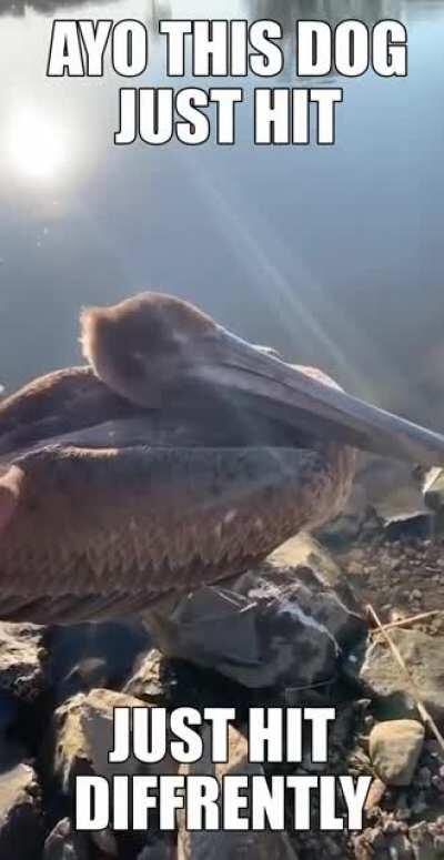 WOW WHAT A NICHE DOGGY VERRY BASED AND KEK PILLED