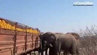In South Africa, two truck drivers got out to change the tires on their vehicle and a group of elephants stole the oranges they were transporting.