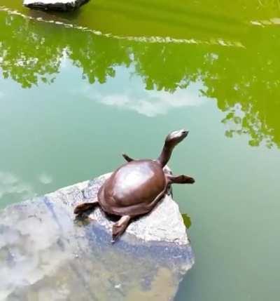 A turtle enjoying the sun