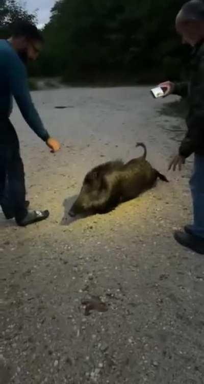 Encountering a wild boar