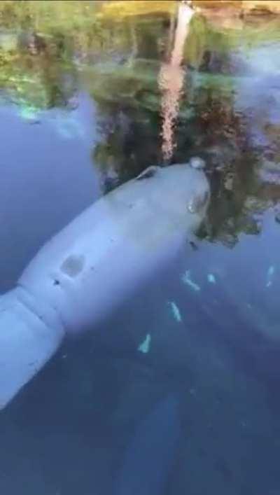 Absolute unit of a Florida manatee