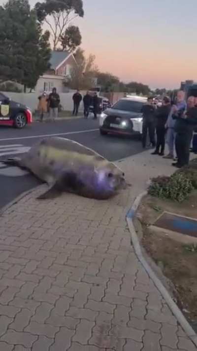 Video of the elephant seal found in Gordon’s Bay.