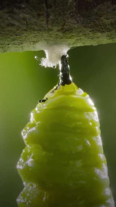 🔥The blossoming of the Butterfly