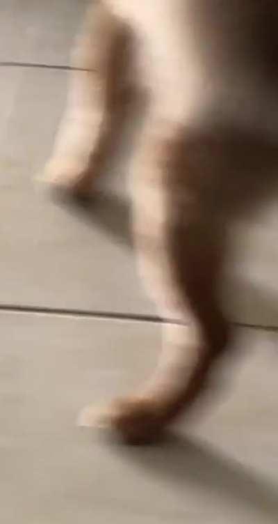 I think my dog forgot he's supposed to EAT his treat