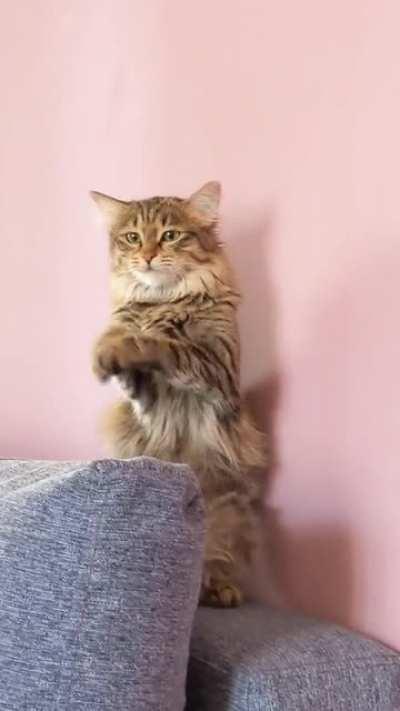 Cat.