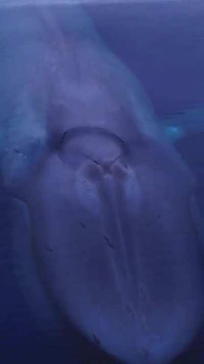 Off the coast of San Diego earlier this year Domenic Biagini was lucky enough to have encounters like this one with the largest animal to have ever lived on our planet...truly amazing are blue whales...