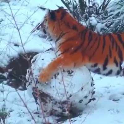 Just a big kitty enjoying a snowball! ð