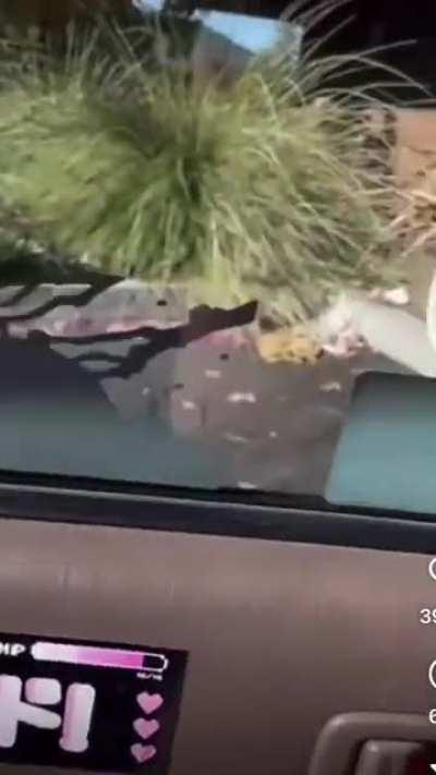 Perfectly clean and works amazingly too