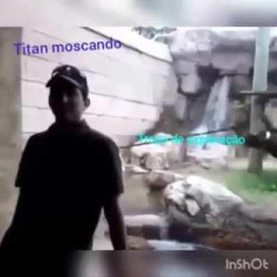 Eu vim ver o macaco