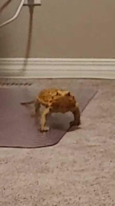 An apex predator hunting for worms