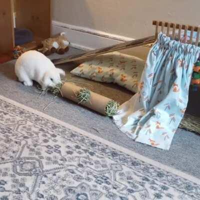 Dolly vs Fresh Hay Tube