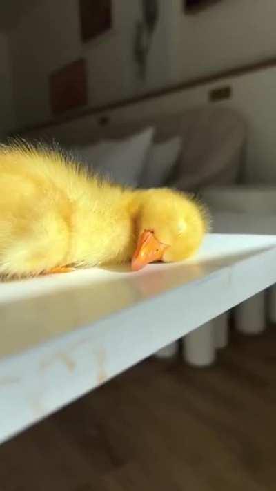 A gorgeous sleepy little Duckling...