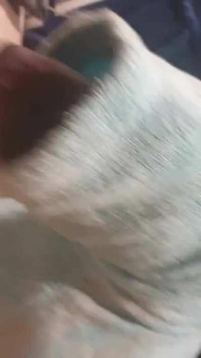 Dont ask me how but my girl got herself stuck in a robe arm and tried to get on the bed lol