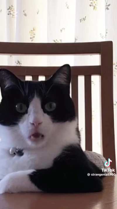 Hola illojuan y Alos que estén viendo este meme (video no mio creditos a @strangercat.100 en tiktok)