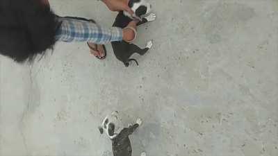 Genetics on full display with many of these puppies. They don't have to be taught to fight. It's instinctual from selective breeding (often with gamebred pit bulls).