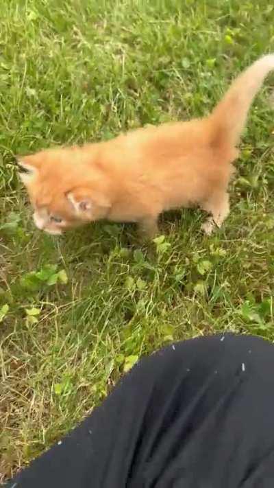 Pumpkin be moving part 2 (with momma)