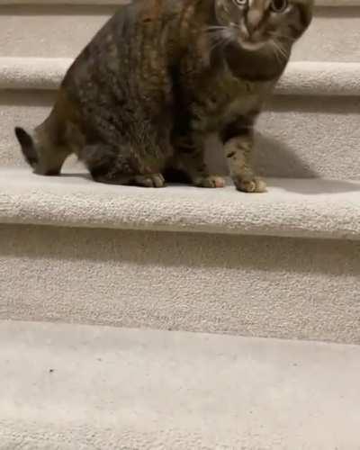 An ode to my frens: ⁠ I slithered down ⁠ Your day’s complete ⁠ And now I’m done⁠ I’ll grab my feet... ⁠ Whoops 😬